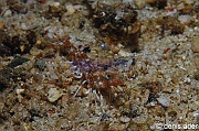 Metapenaeopsis-sp1 Komodo Nassa-9m-20160806nuit-Denis-ADER-DSC_0489_tn